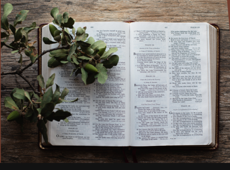 Opened Bible with a leaf branch